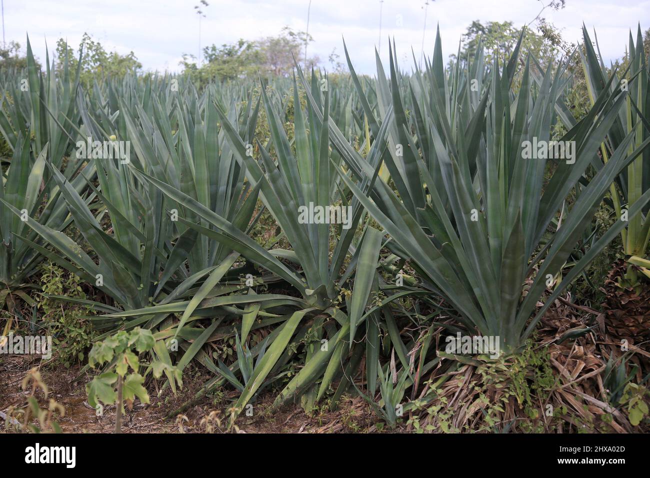 Araci, bahia, brasile - 9 marzo 2022: Pianta di sisal - agavaceae - dove le fibre sono estratte per la produzione di corde nella città di Araci, semi-arido Foto Stock