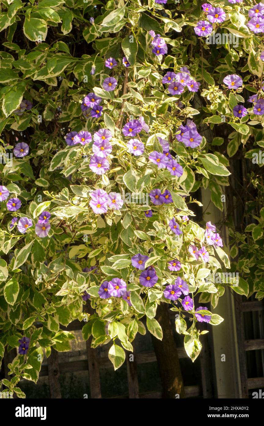 Solanum rantonneti variegata Un arbusto alto con verde pallido e crema fogliame Blu a violetto fiori brina tenero semideciduo perenne sempreverde Foto Stock