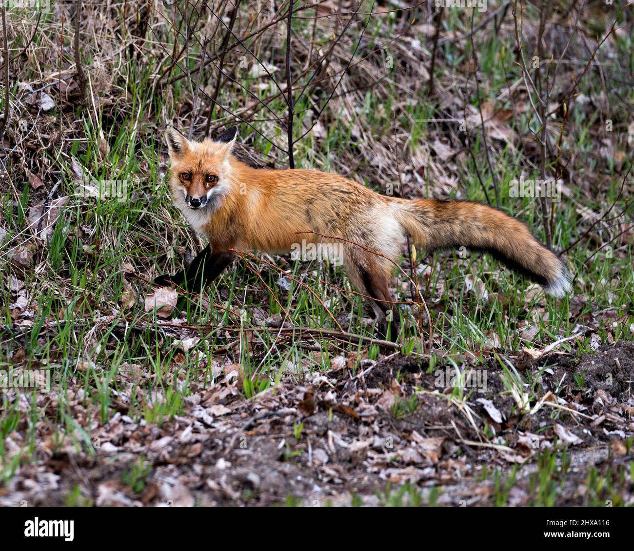 Vista laterale del profilo in primo piano della volpe rossa che guarda la fotocamera con uno sfondo sfocato del fogliame nell'ambiente e nel suo habitat. Immagine Fox. Immagine. Verticale. Foto Stock