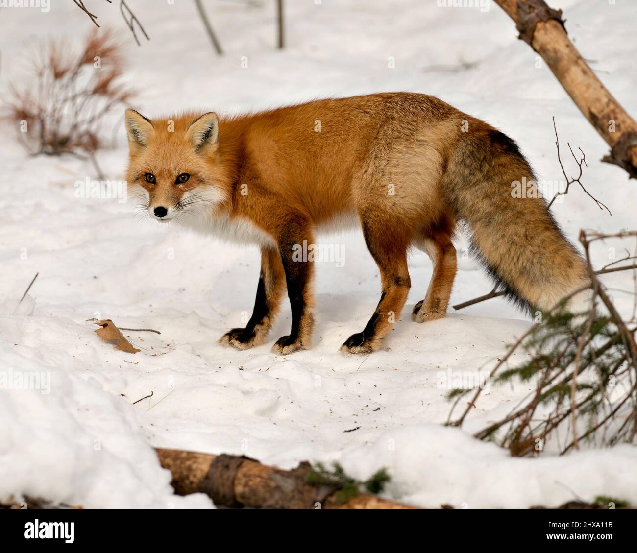 Vista laterale del profilo della volpe rossa in primo piano nella stagione invernale nel suo ambiente e habitat con sfondo di neve sfocata che mostra coda di volpe folta, pelliccia. Volpe Foto Stock