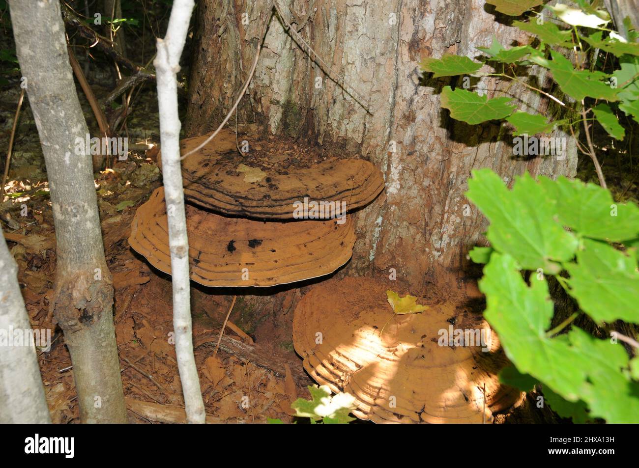 Funghi fusto di colore marrone su un tronco di albero con sfondo di albero nel suo ambiente e habitat circostante nella stagione autunnale. Ritratto del fungo. Foto Stock