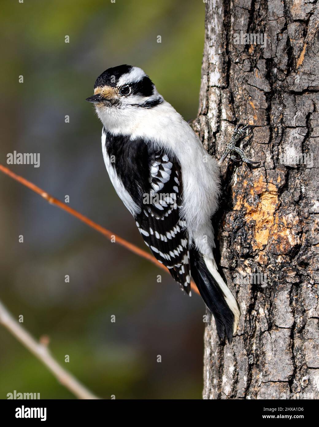 Woodpecker Downy femmina su un tronco d'albero con uno sfondo sfocato nel suo ambiente e habitat circostante mostra piumaggio bianco e nero piuma. Foto Stock