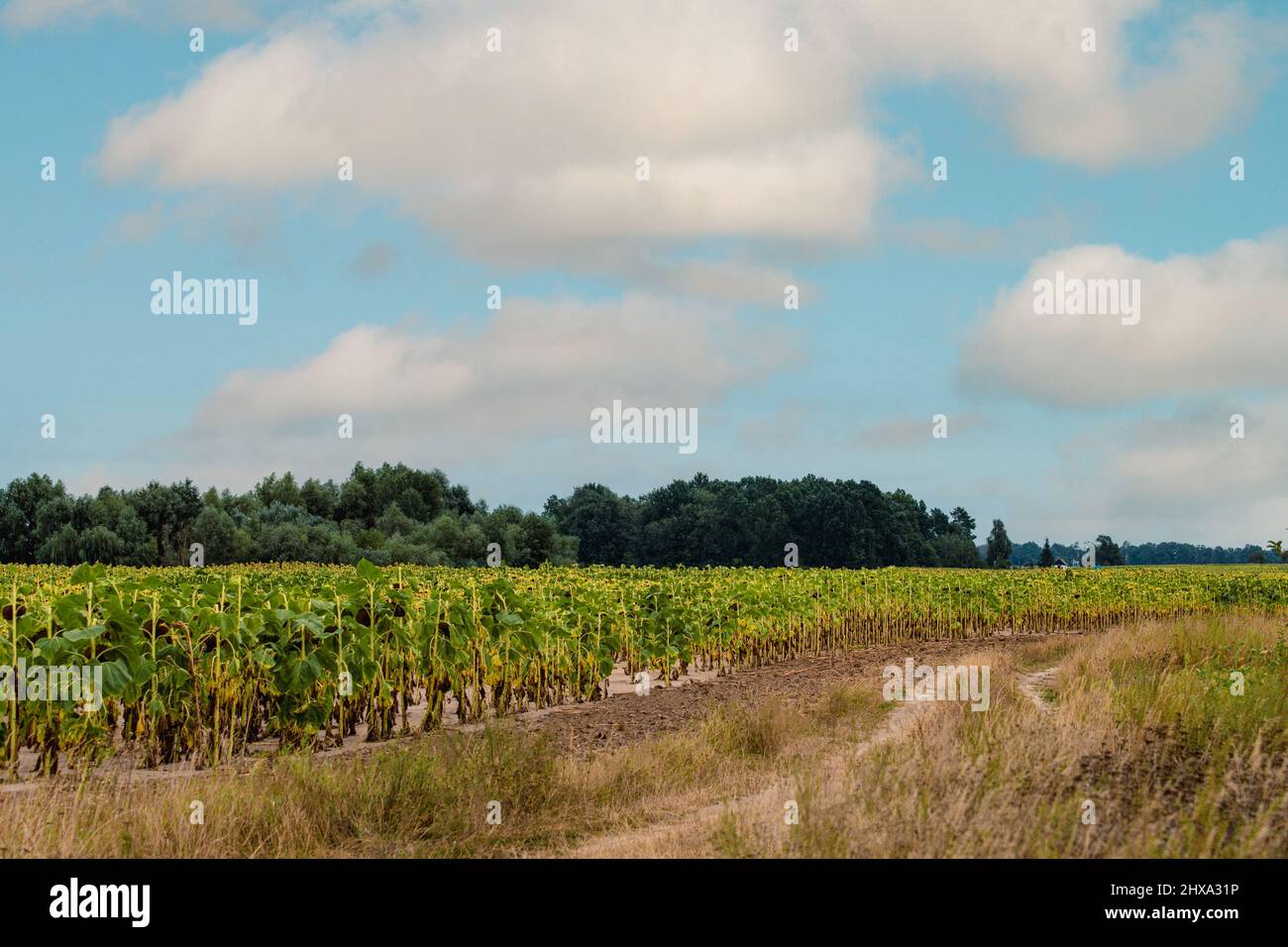 Rurale strada di campagna sporca con erba vicino al bordo di un campo di mais verde a fine estate Foto Stock