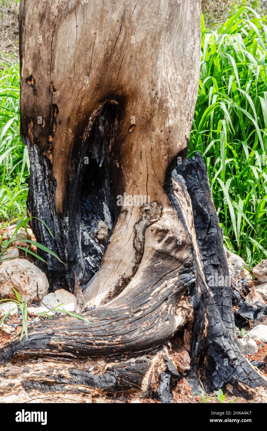 Albero bruciato Foto Stock