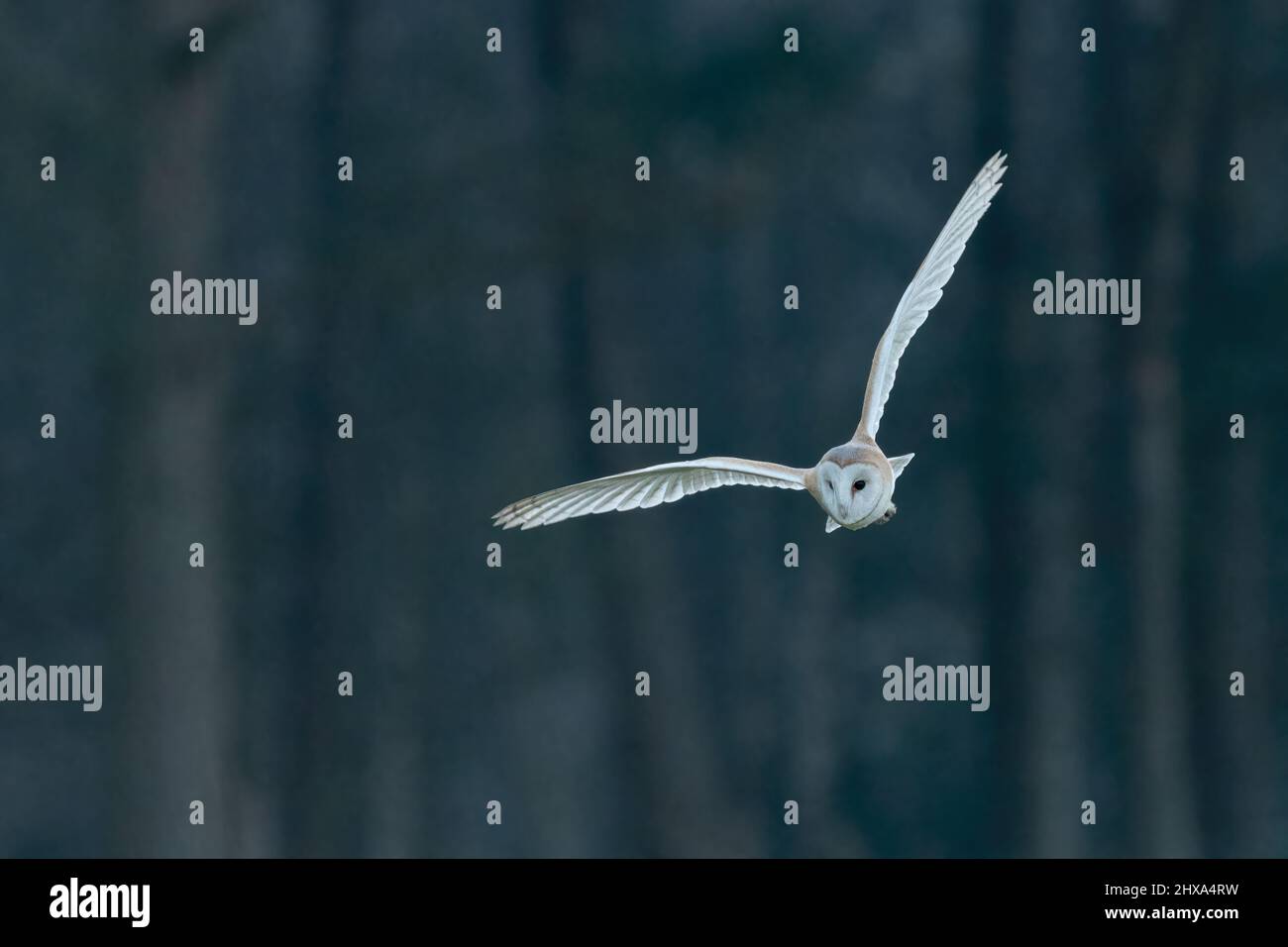 Gufo del granaio occidentale (Titto alba) che vola al crepuscolo. Bellissimo uccello britannico di caccia preda. Foto Stock