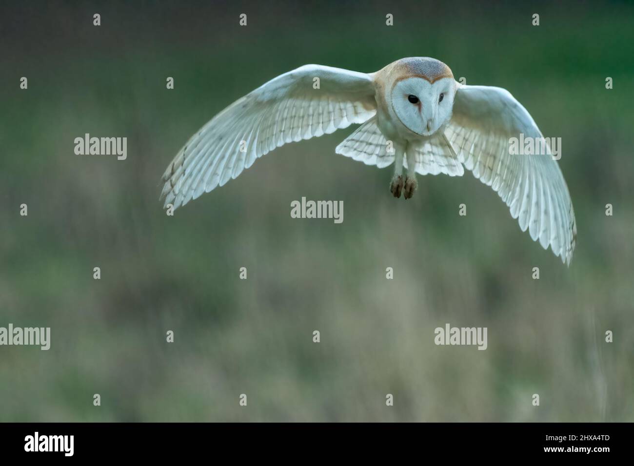 Gufo del granaio occidentale (Titto alba) che vola al crepuscolo. Bellissimo uccello britannico di caccia preda. Foto Stock