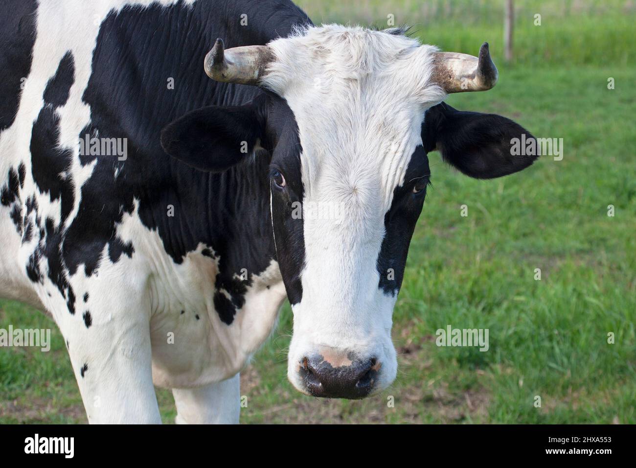 Holstein Steer ravvicinato, all'aperto in un pascolo in un santuario animale fattoria, Alberta, Canada. Foto Stock