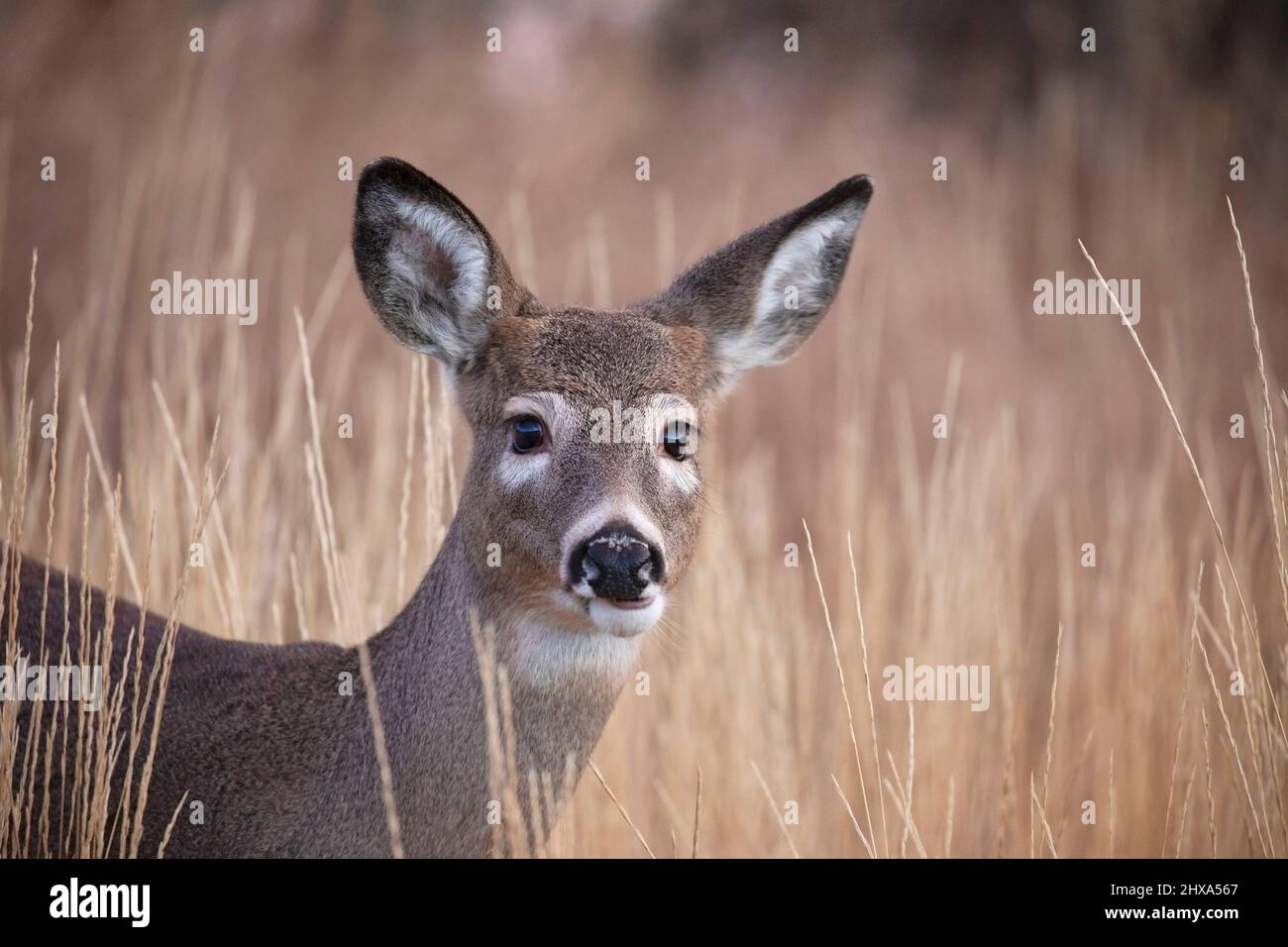 Ritratto del cervo dalla coda bianca. Odocoileus virginianus Foto Stock