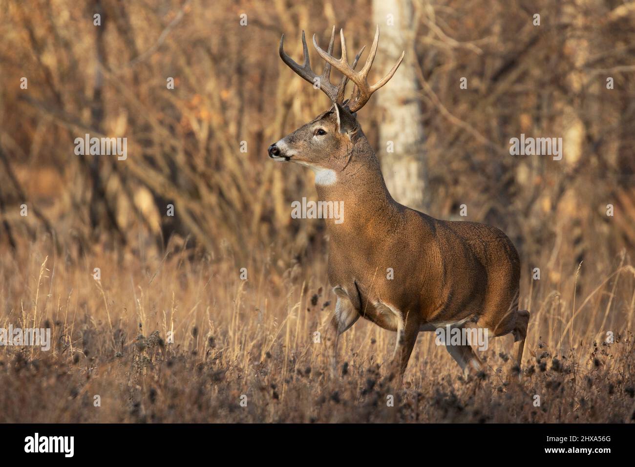 Buck di cervo dalla coda bianca che corre attraverso la foresta alla ricerca di femmine durante il rut. Odocoileus virginianus Foto Stock