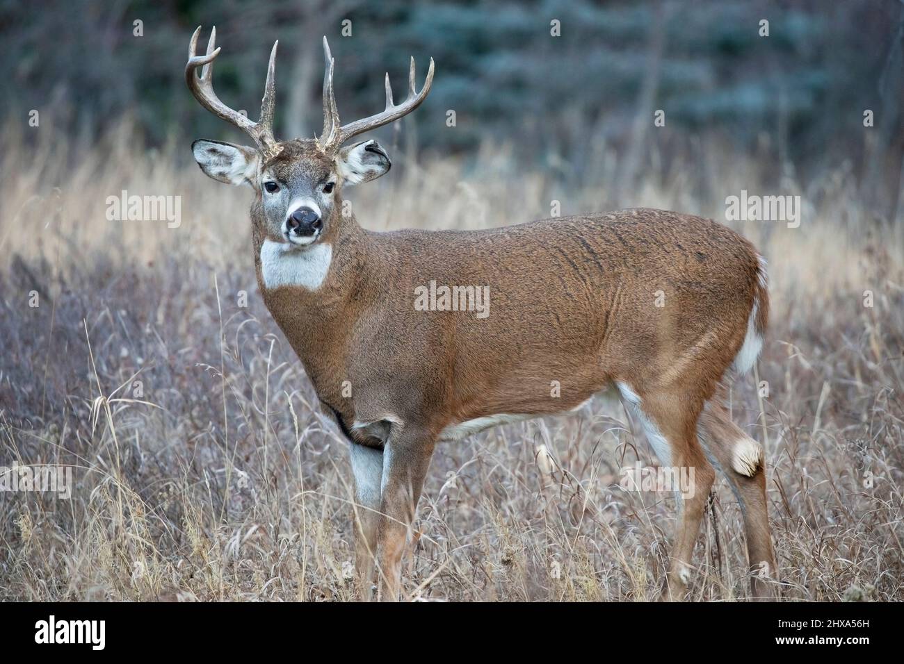 Willd buck di cervo dalla coda bianca. Odocoileus virginianus Foto Stock
