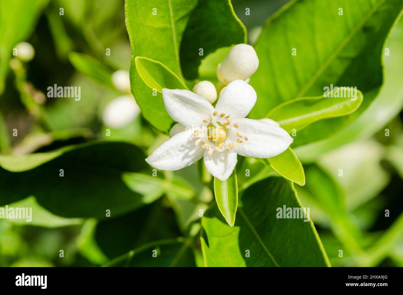 Aprire Orange Blossom Foto Stock