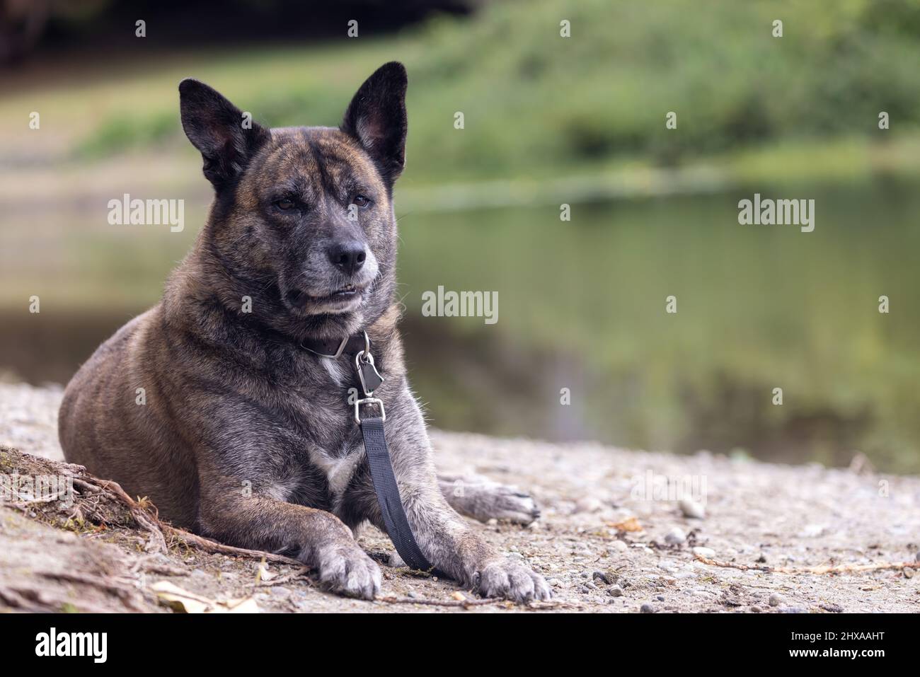felice mix husky che si posa sulla riva del lago Foto Stock