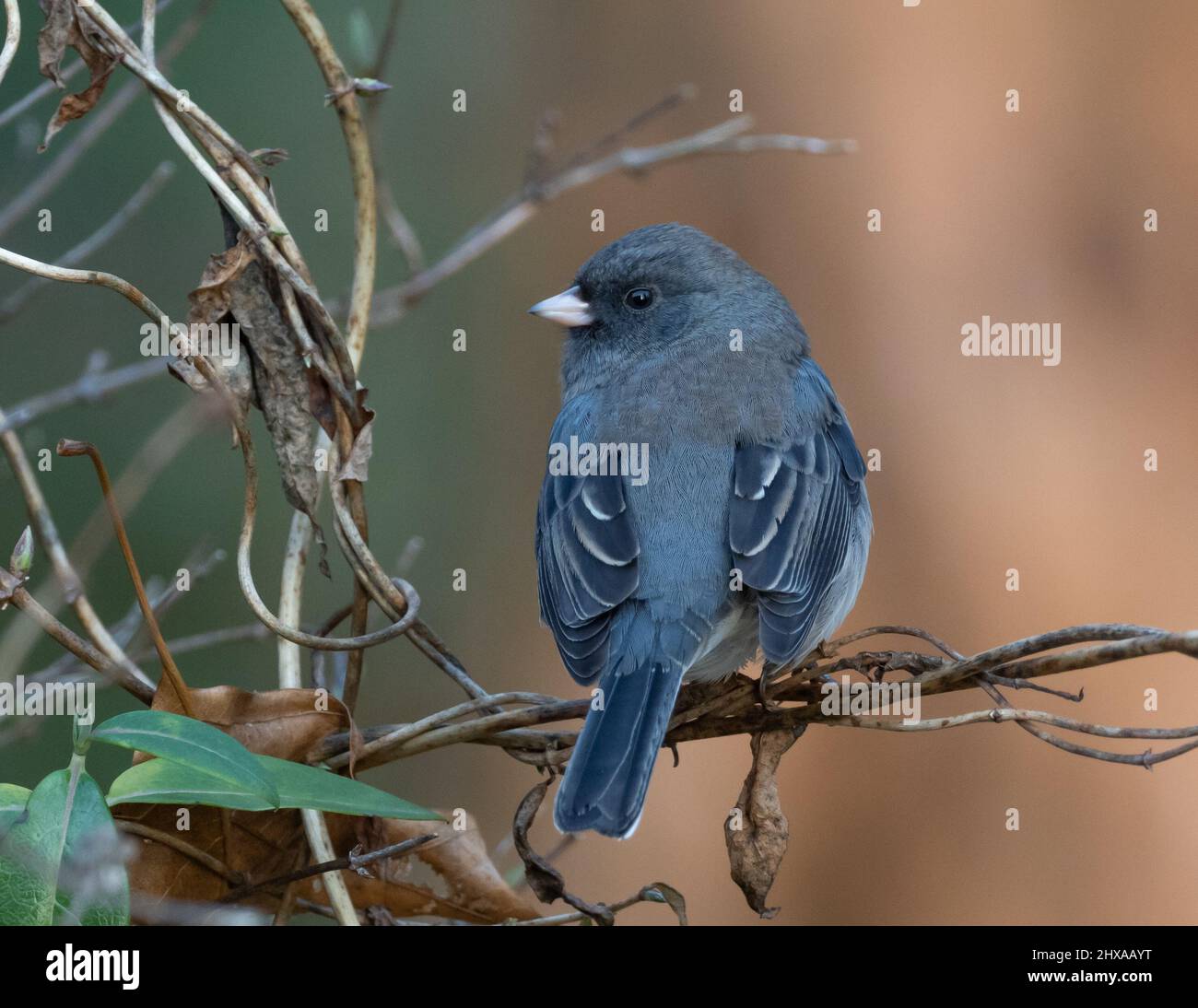 Junco dagli occhi scuri arroccato sulla vite Foto Stock