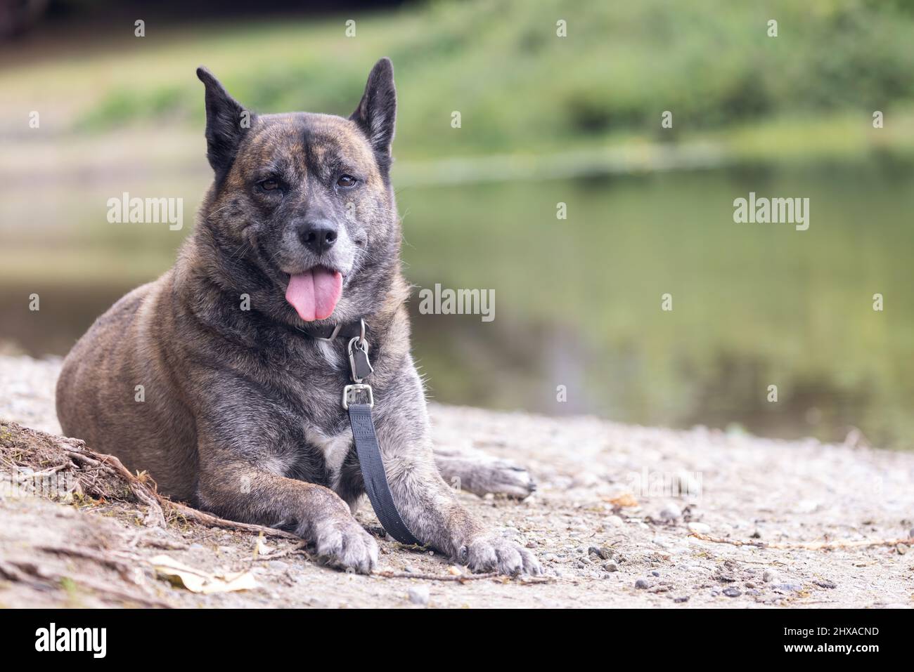 mix di husky sorridente adagiato sulla riva del lago Foto Stock