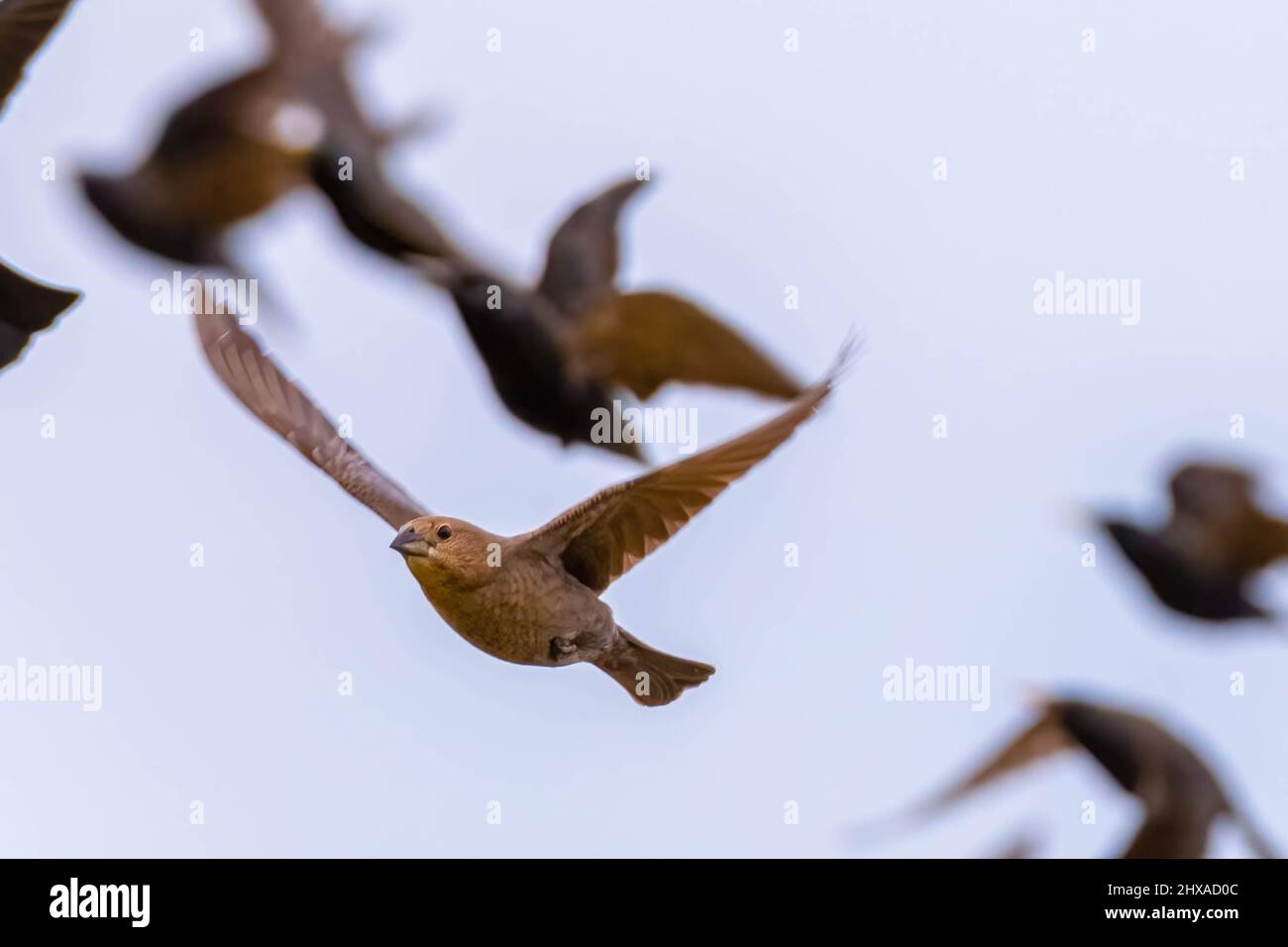 Una femmina Cowbird Brown-headed (acqua di Molothrus) si unisce alle stelle. Raleigh, Carolina del Nord. Foto Stock