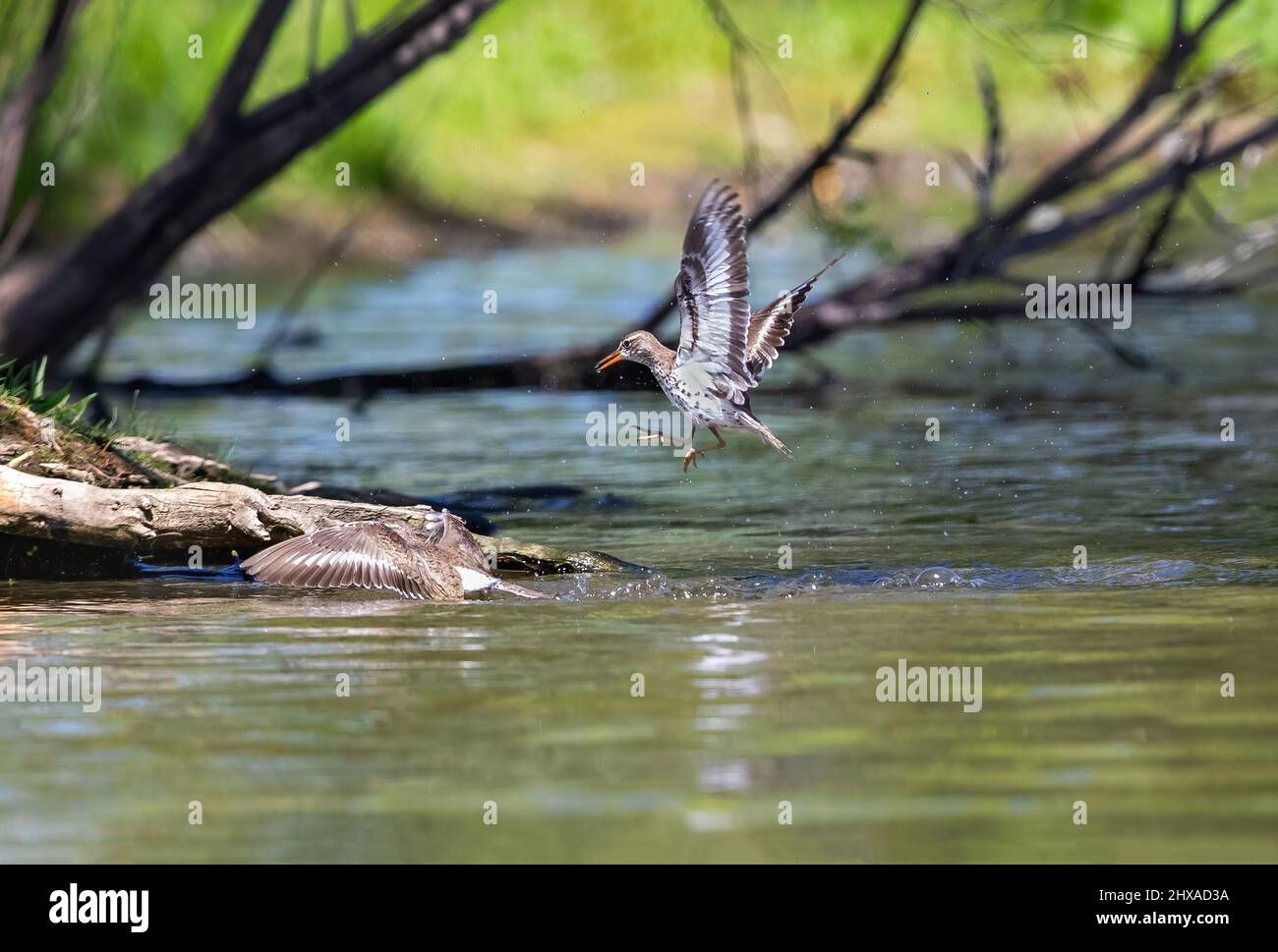 Un Sandpiper punteggiato in un balzo a mezz'aria che segue il suo compagno femmina di ritorno a riva dopo l'accoppiamento in acqua. Foto Stock