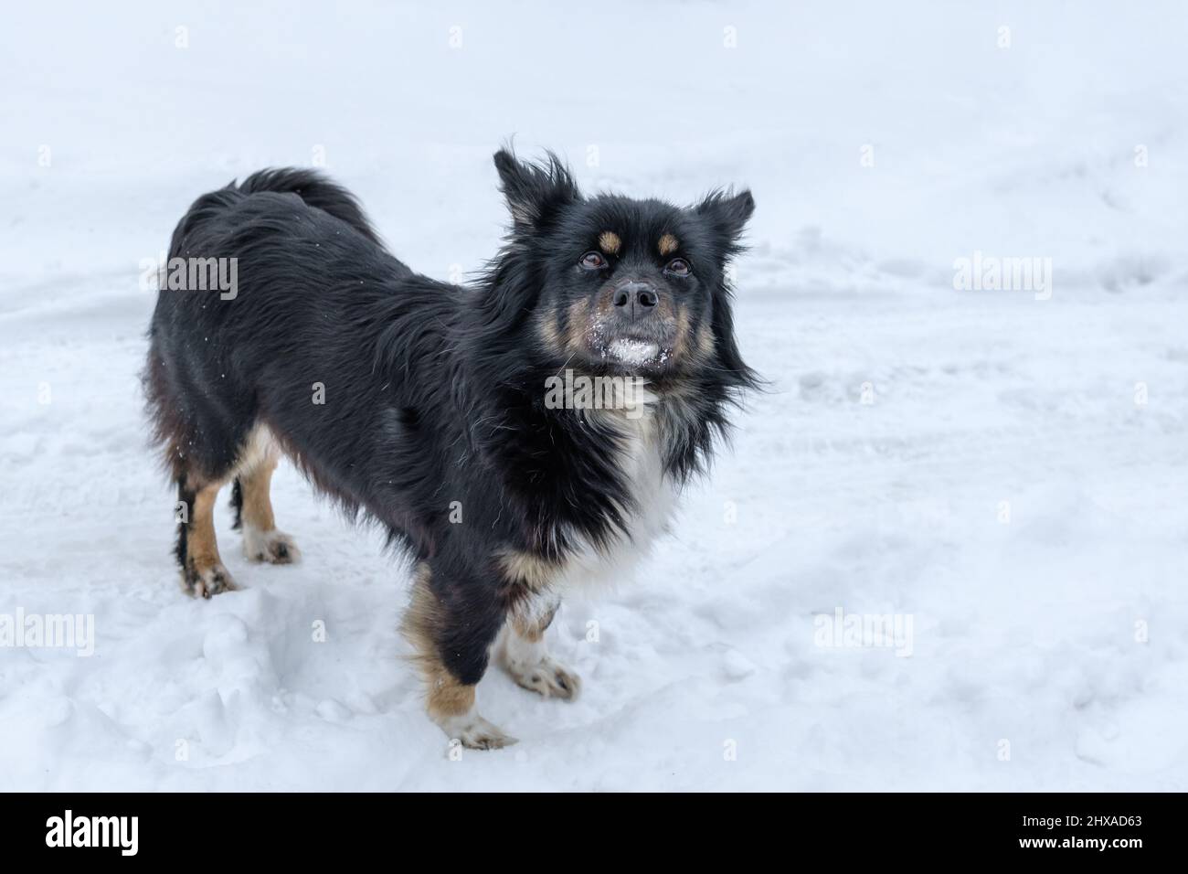Ritratto di un cane agnello nella neve in inverno. Foto Stock