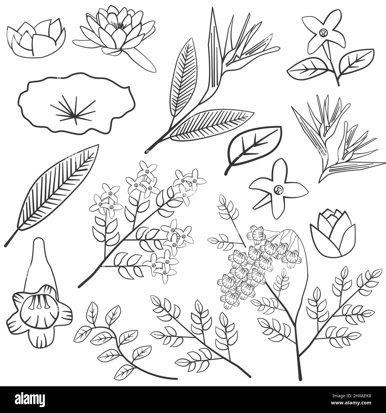 Lilla Loto Jacaranda uccello del Paradiso foglia fiore silhouette floreale contorno elemento linea Illustrazione Vettoriale