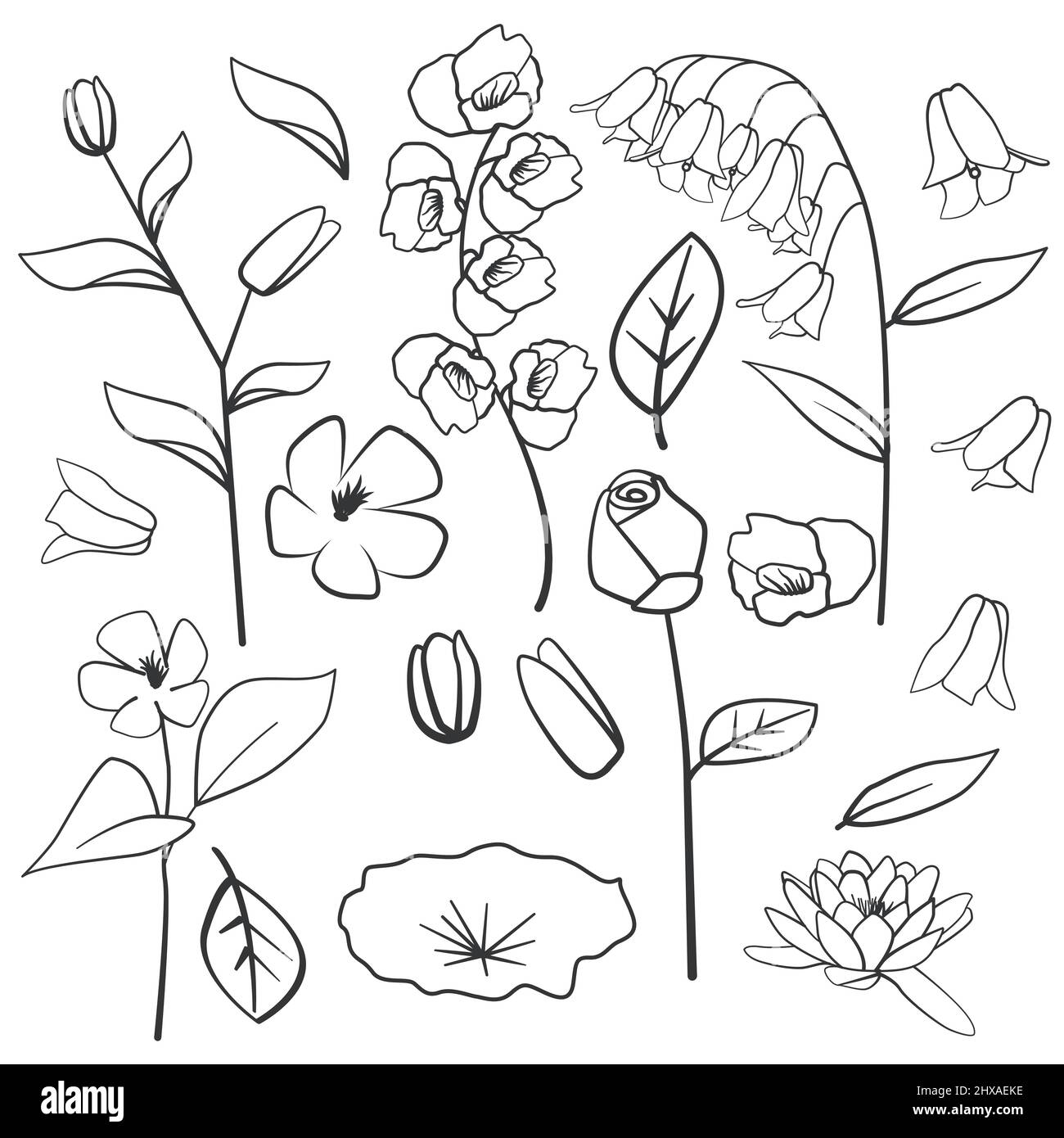 Loto Periwinkle Rose Orchid comune Bluebell foglia fiore floreale Silhouette contorno elemento linea Illustrazione Vettoriale