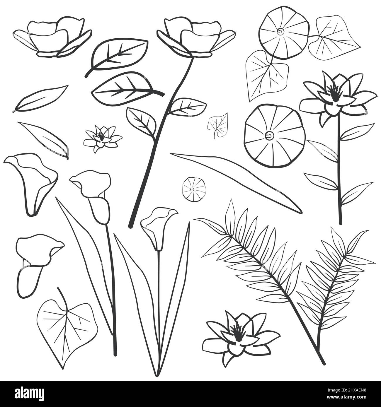 Daust Buttercup Arum Lily mattina Gloria foglia fiore floreale silhouette contorno elemento linea Illustrazione Vettoriale
