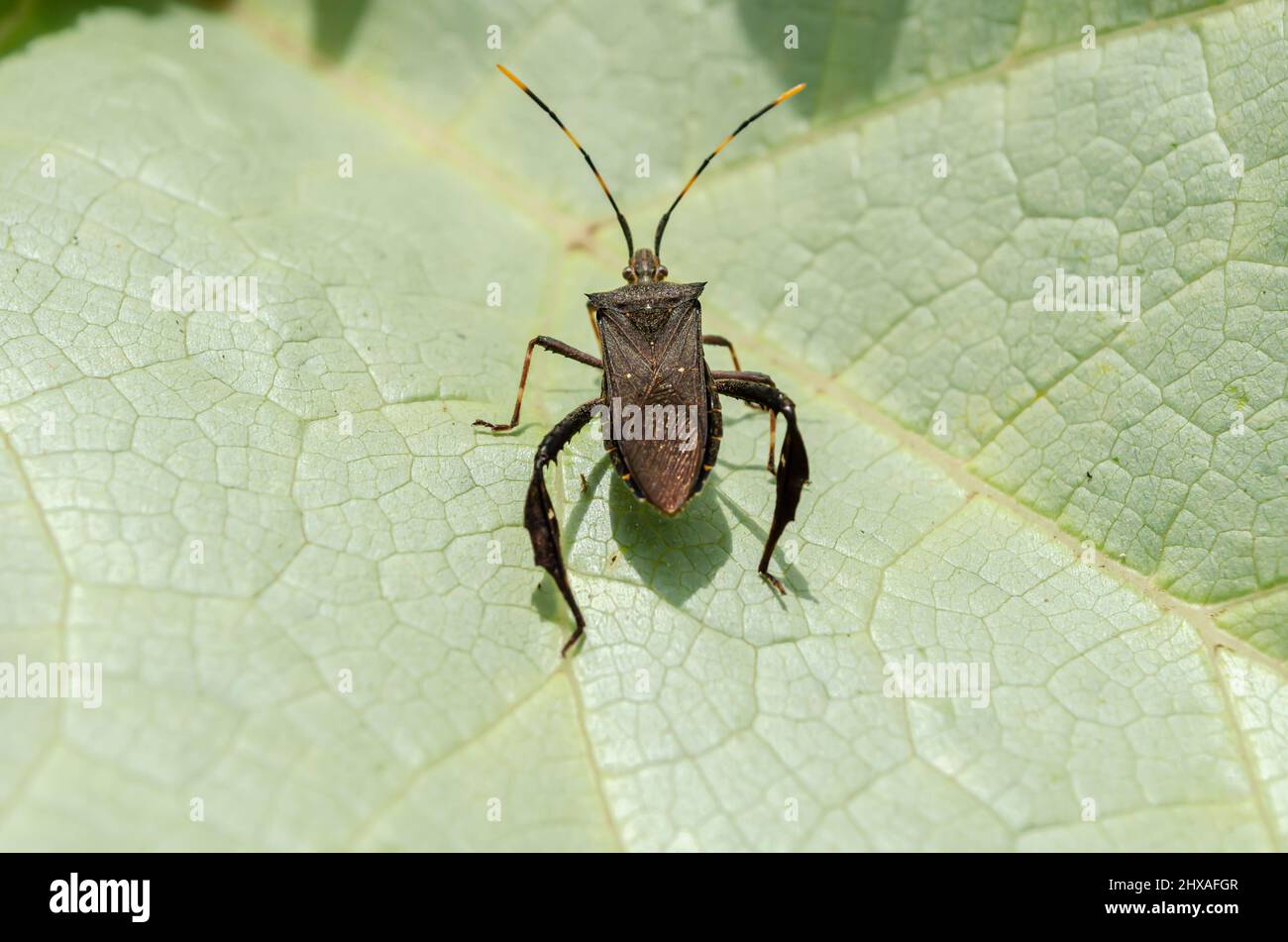 Retro di Leptoglosso Bug su foglia di zucca Foto Stock