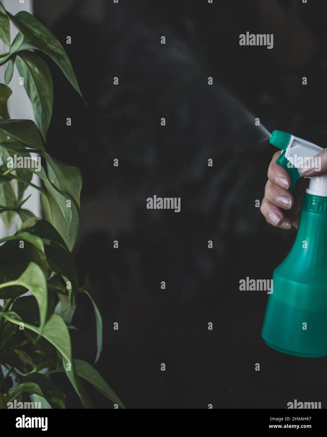 Spruzzando l'acqua dall'atomizzatore sulle piante della casa Foto Stock