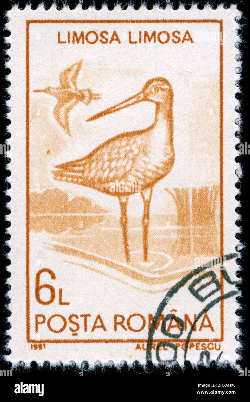 Francobollo dalla Romania nella serie Waterfowl (1991) Foto Stock