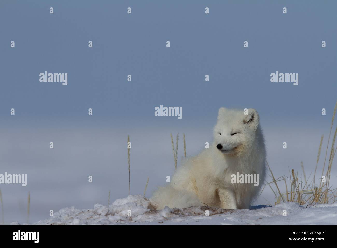Volpe artica, Vulpes Lagopus, seduto nella neve e fissando intorno alla tundra, vicino Arviat Nunavut Foto Stock