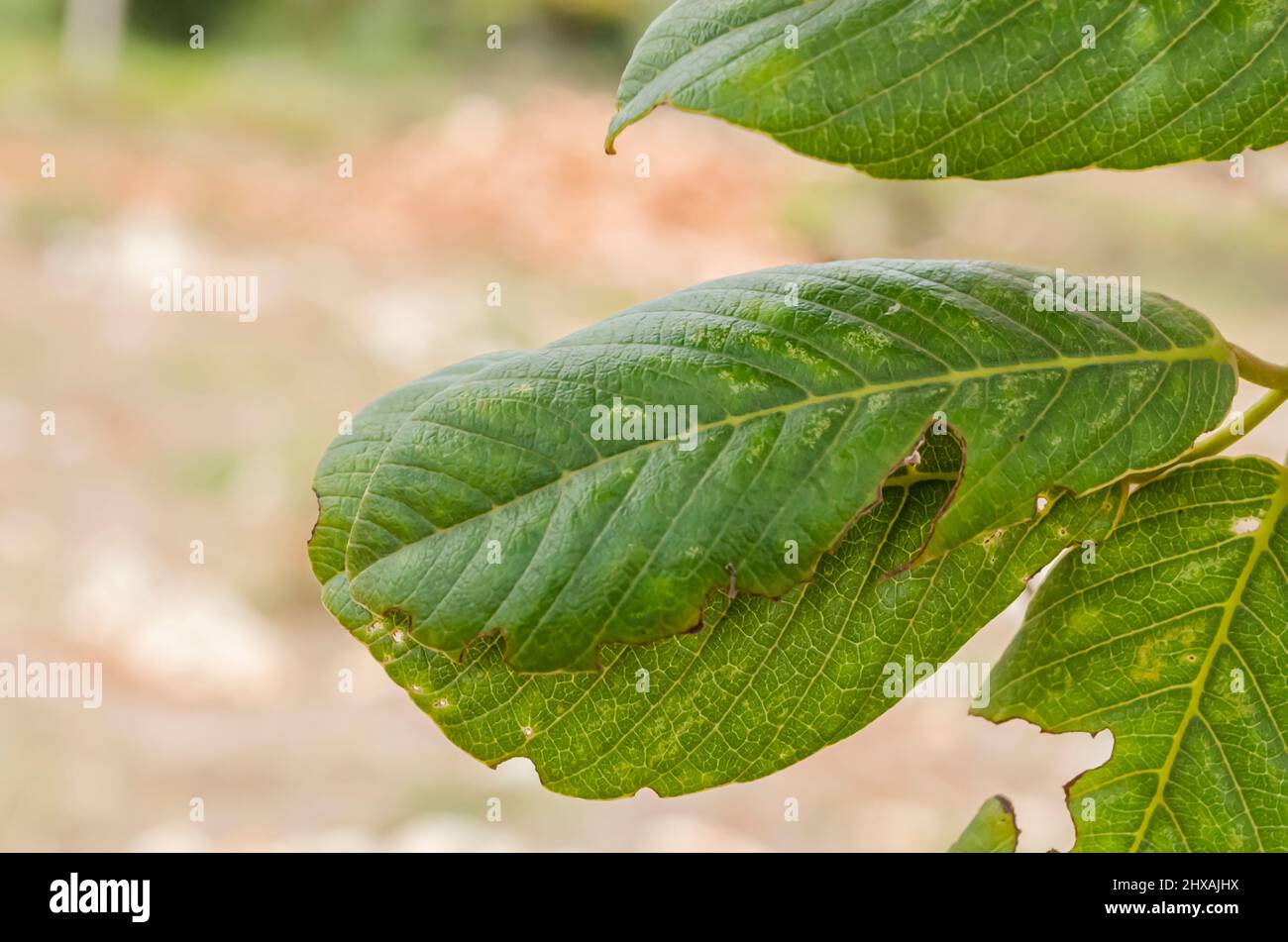 Semplice foglia Foto Stock