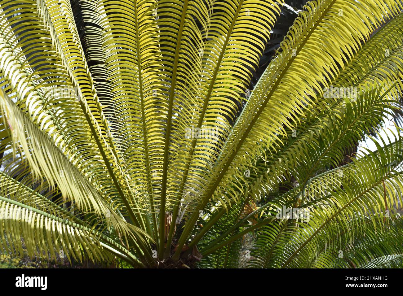 Cicad albero a forma di ventaglio foglie intensamente verde Foto Stock