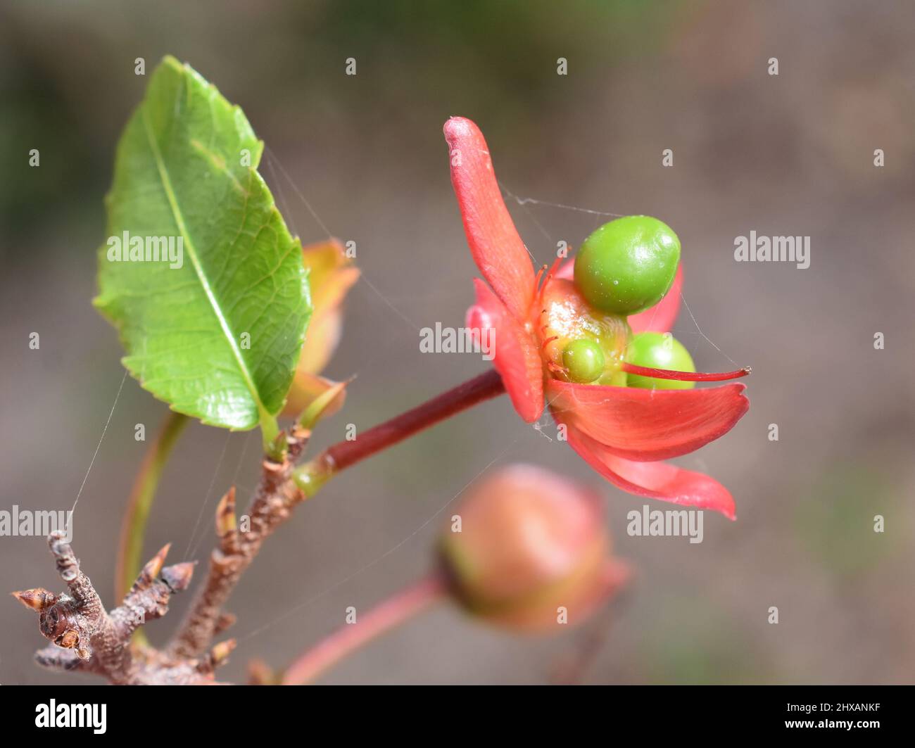 Primo piano su siepi rossi di frutta di Topolino pianta Ochna kirkii Foto Stock