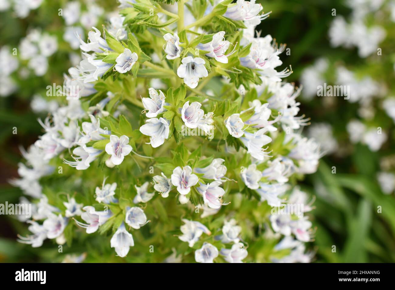 Primo piano sui fiori della pianta perenne arbusta Echium decaisnei Foto Stock