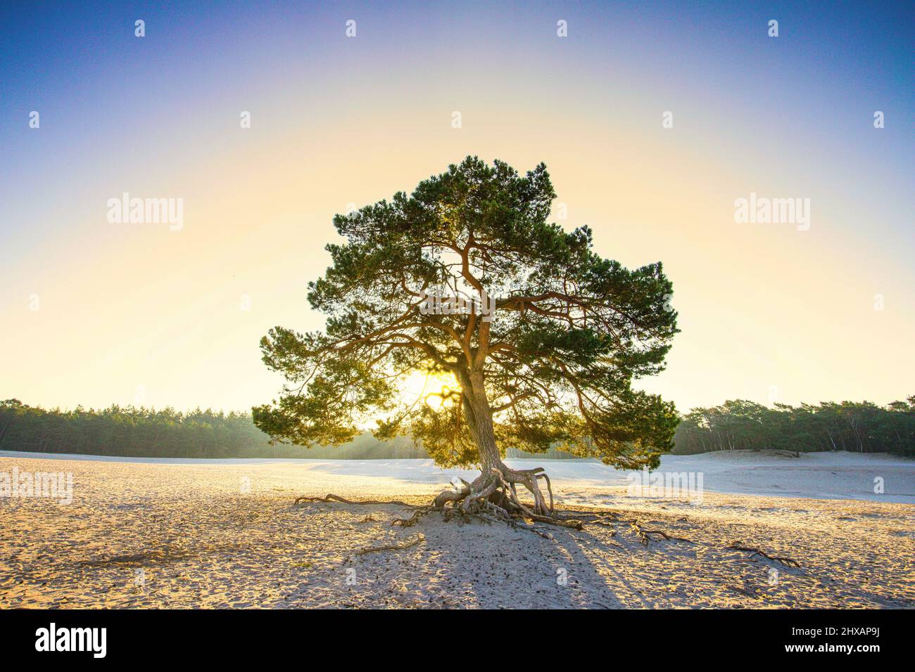 Alba sulla deriva di sabbia Soesterduinen nella provincia olandese di Utrecht con raggi di sole che risplende attraverso la corona di albero di pino scozzese, Pinus sylvestris Foto Stock