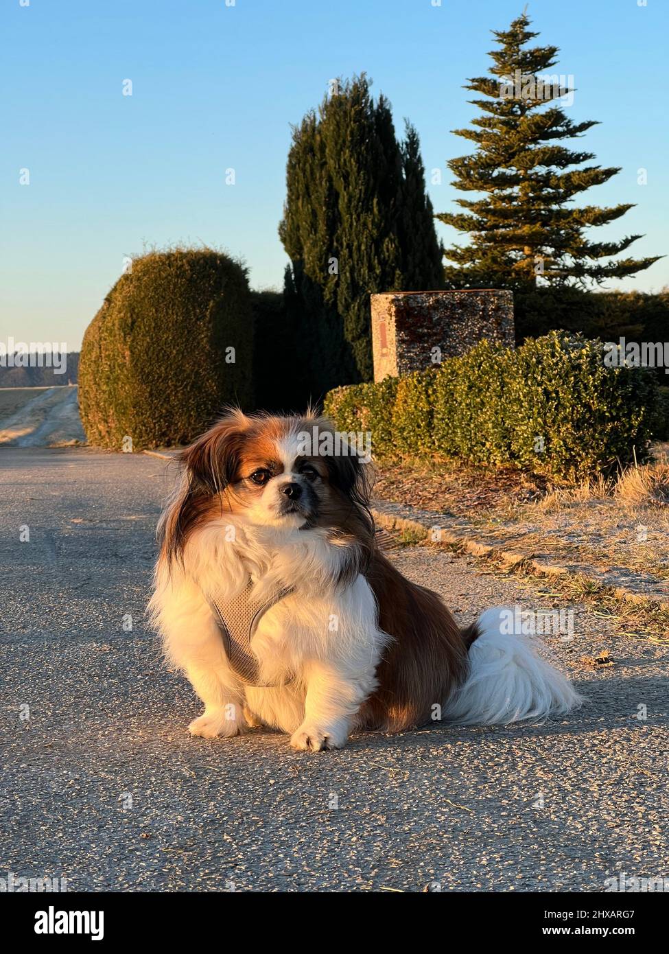 Piccolo Tibetano Spaniel cane seduto sulla strada di fronte a una siepe e alcuni conifere - animali domestici, PET - BookCover Foto Stock