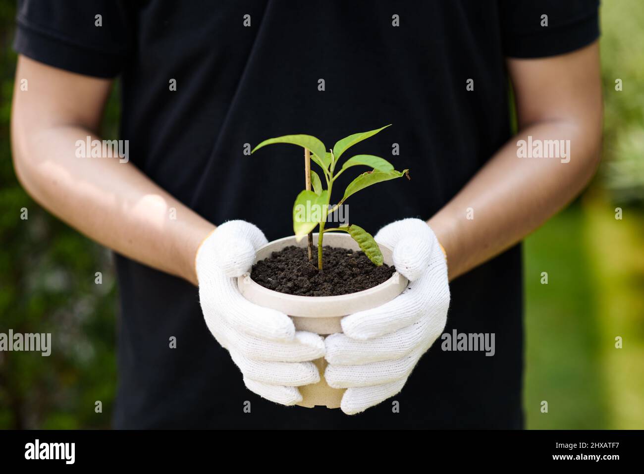 Albero di tenuta a mano maschile, concetto di conservazione della foresta. Foto Stock