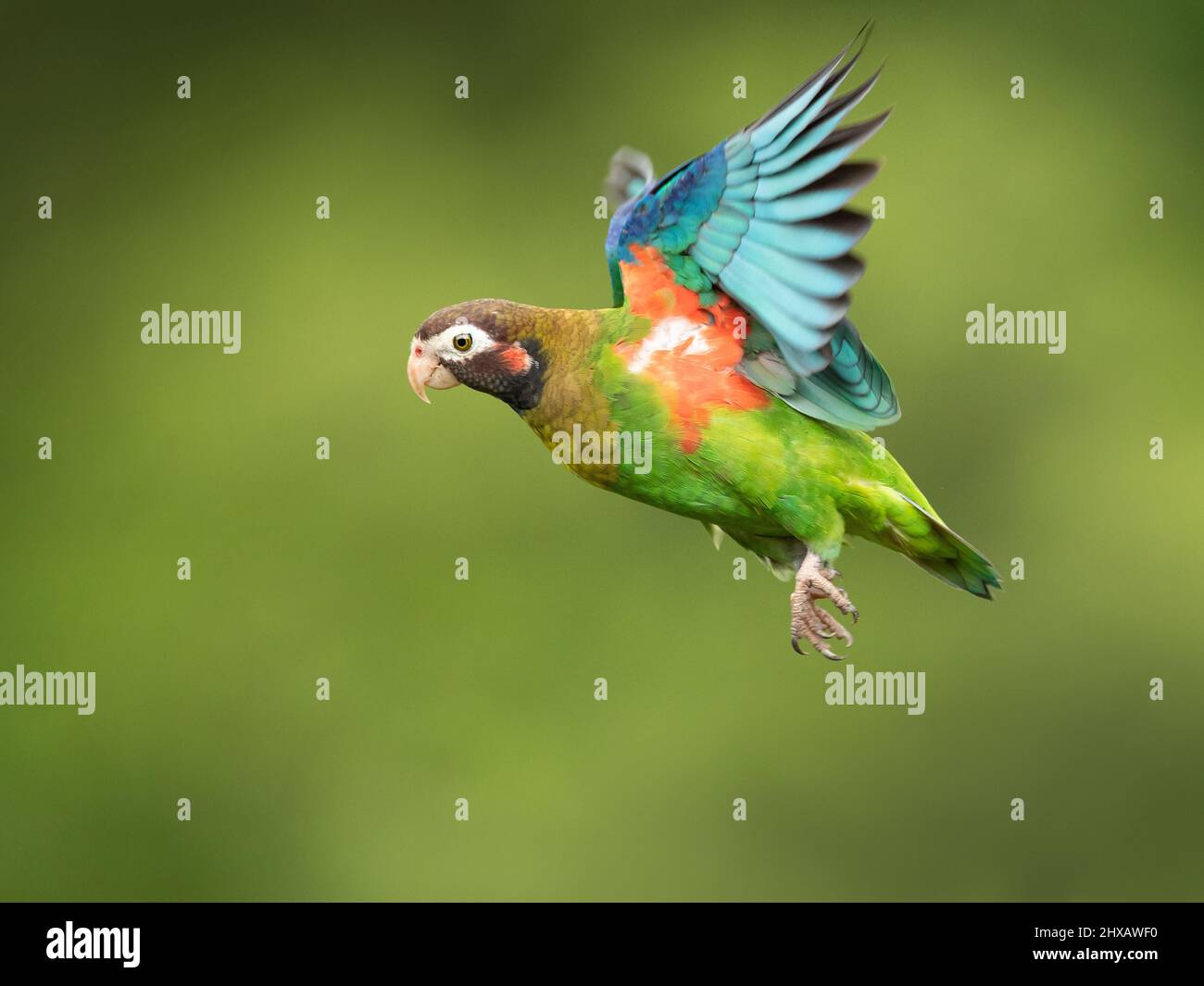 Il pappagallo con cappuccio marrone (Pyrilia ematotis) è un pappagallo che è una specie riproduttiva residente dal Messico sudorientale alla Colombia nord-occidentale Foto Stock