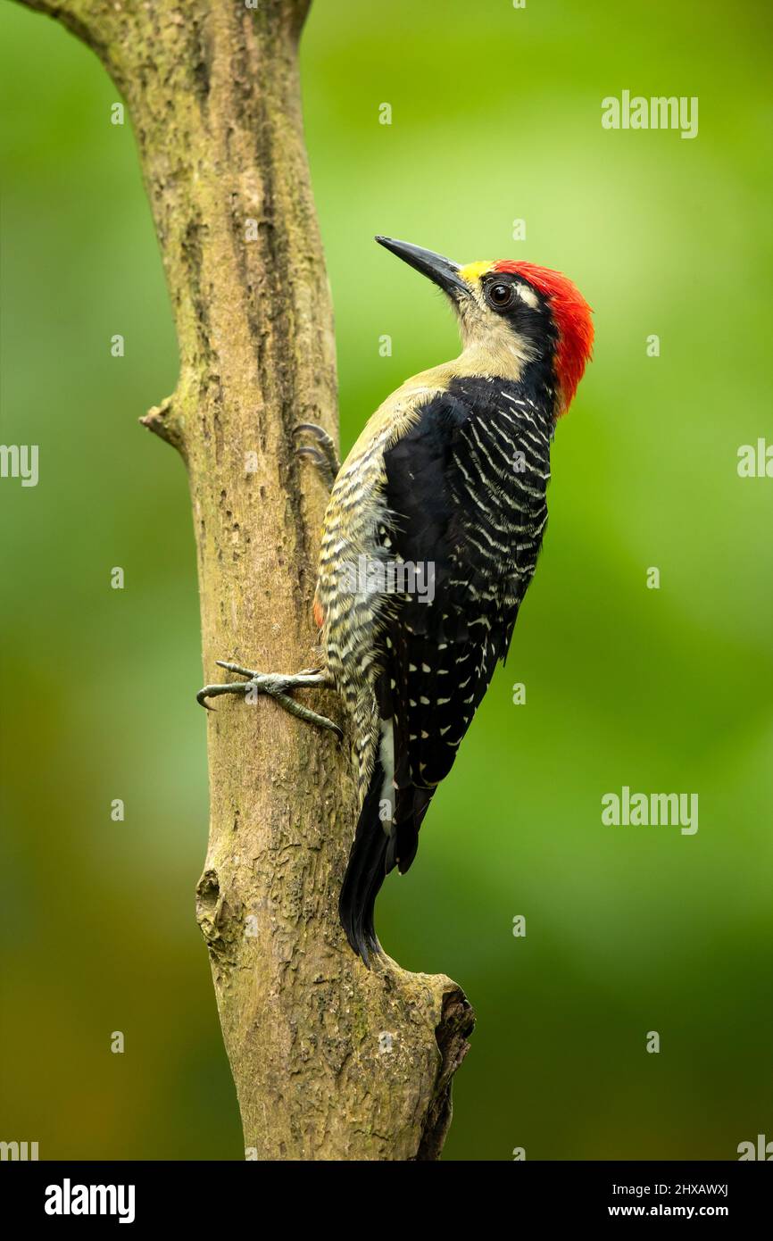 Il picchio nero-gheppato (Melanerpes pucherani) è un uccello riproduttore residente dal sud-est del Messico a sud dell'Ecuador occidentale. Foto Stock