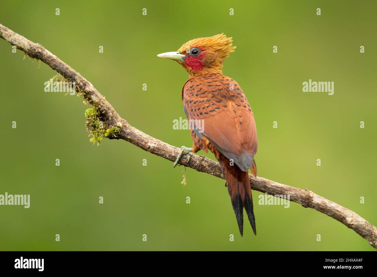 Il picchio di castagno (Celeus castaneus) è un uccello della famiglia degli Psittacidi. Si trova in Belize, Costa Rica, Guatemala, Honduras, Me Foto Stock