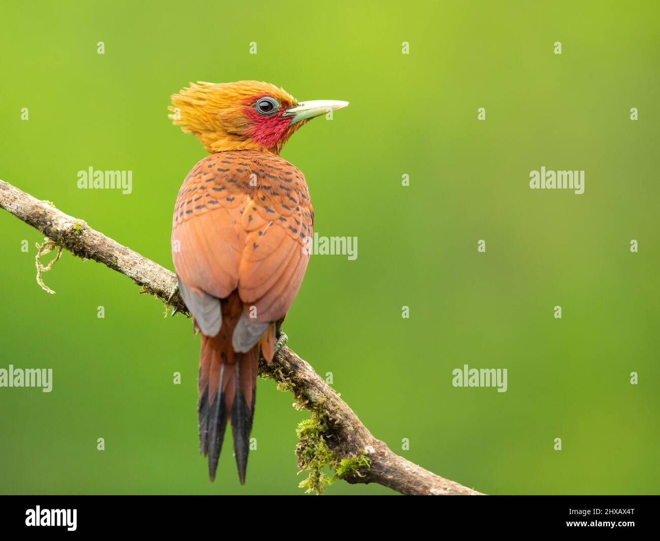 Il picchio di castagno (Celeus castaneus) è un uccello della famiglia degli Psittacidi. Si trova in Belize, Costa Rica, Guatemala, Honduras, Me Foto Stock