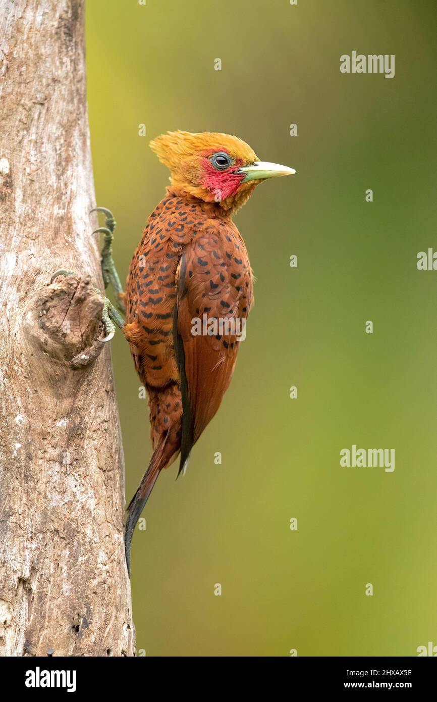 Il picchio di castagno (Celeus castaneus) è un uccello della famiglia degli Psittacidi. Si trova in Belize, Costa Rica, Guatemala, Honduras, Me Foto Stock