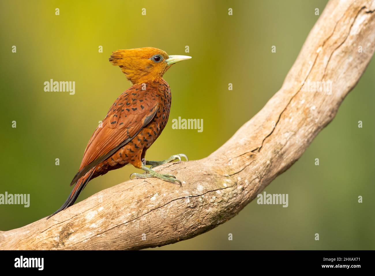 Il picchio di castagno (Celeus castaneus) è un uccello della famiglia degli Psittacidi. Si trova in Belize, Costa Rica, Guatemala, Honduras, Me Foto Stock