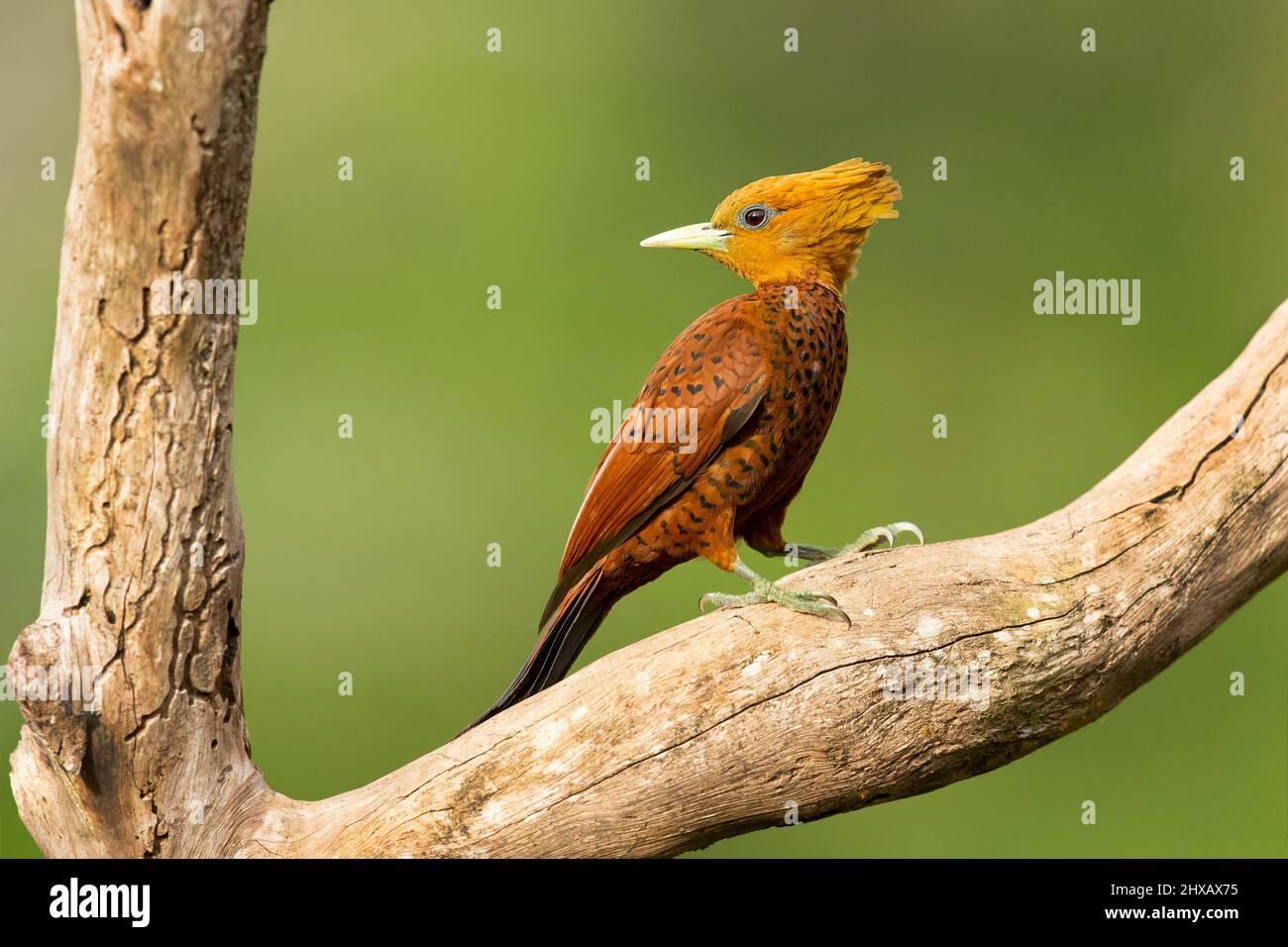 Il picchio di castagno (Celeus castaneus) è un uccello della famiglia degli Psittacidi. Si trova in Belize, Costa Rica, Guatemala, Honduras, Me Foto Stock