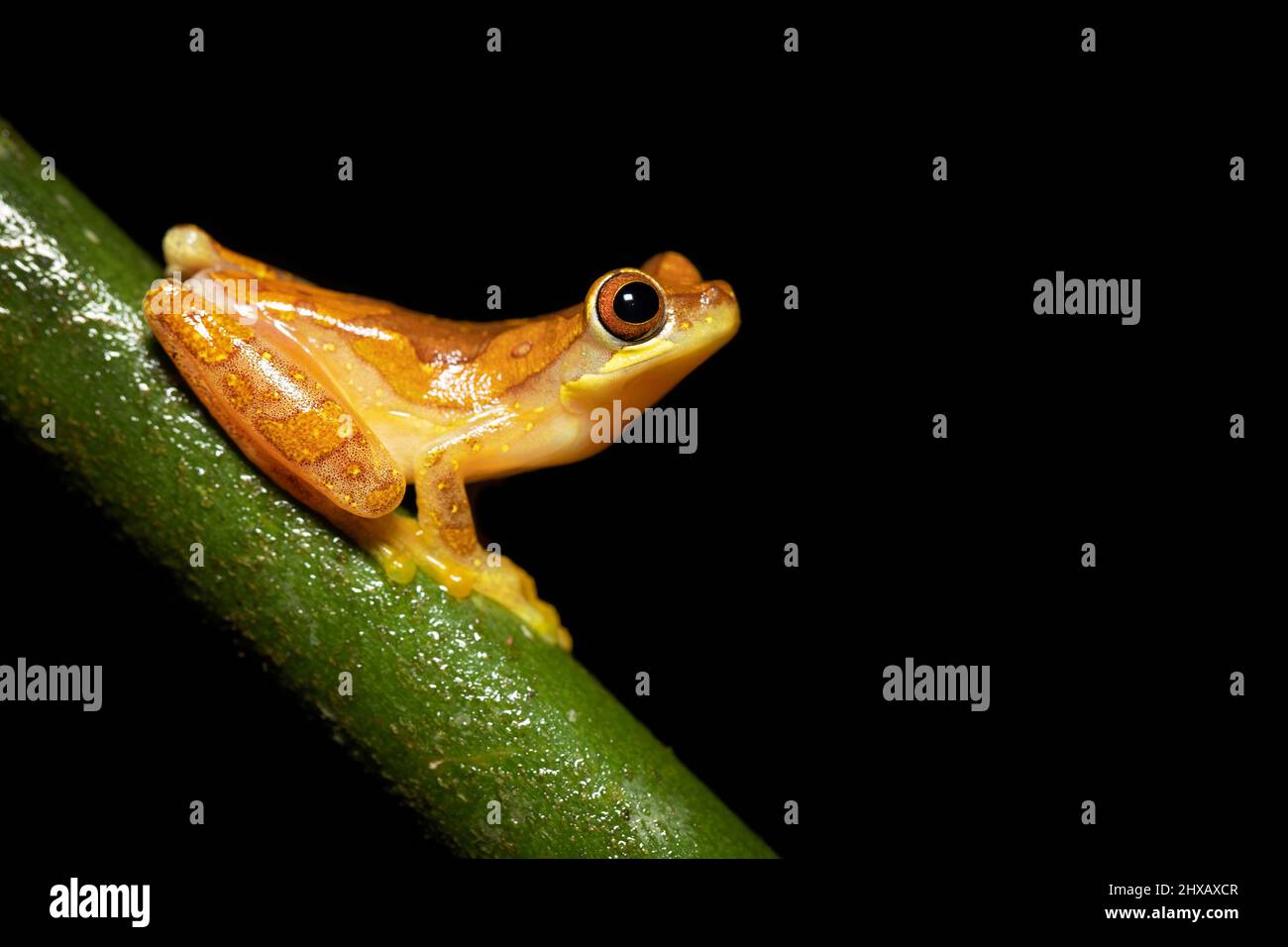Dendropsofus ebraccatus, noto anche come trefrog di clessidra o trefrog senza panna, è una trefrog neotropica Foto Stock