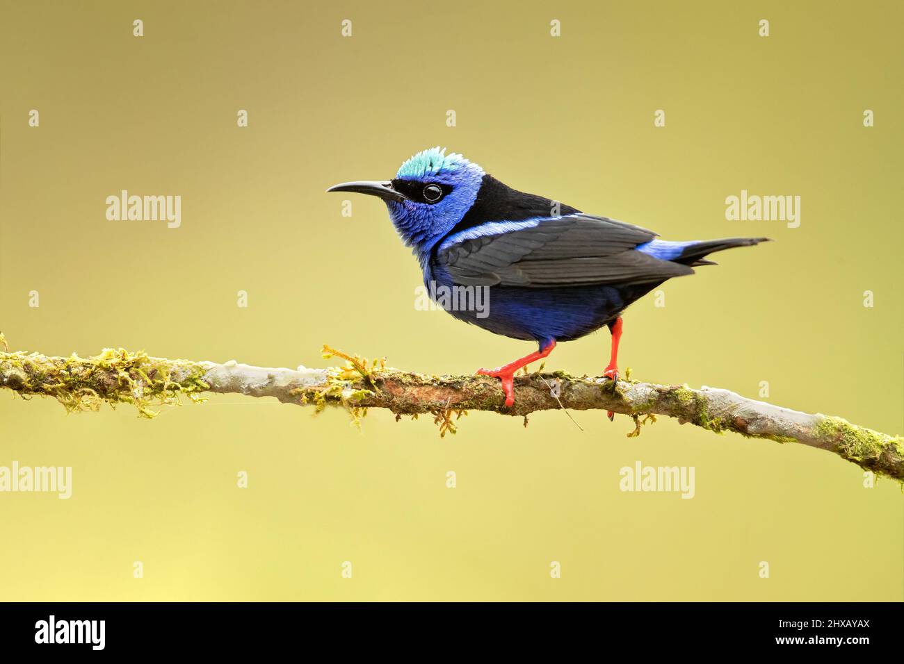 Il rospo (Cyanerpes cyaneus) è un uccello della famiglia degli Psittacidi. Foto Stock