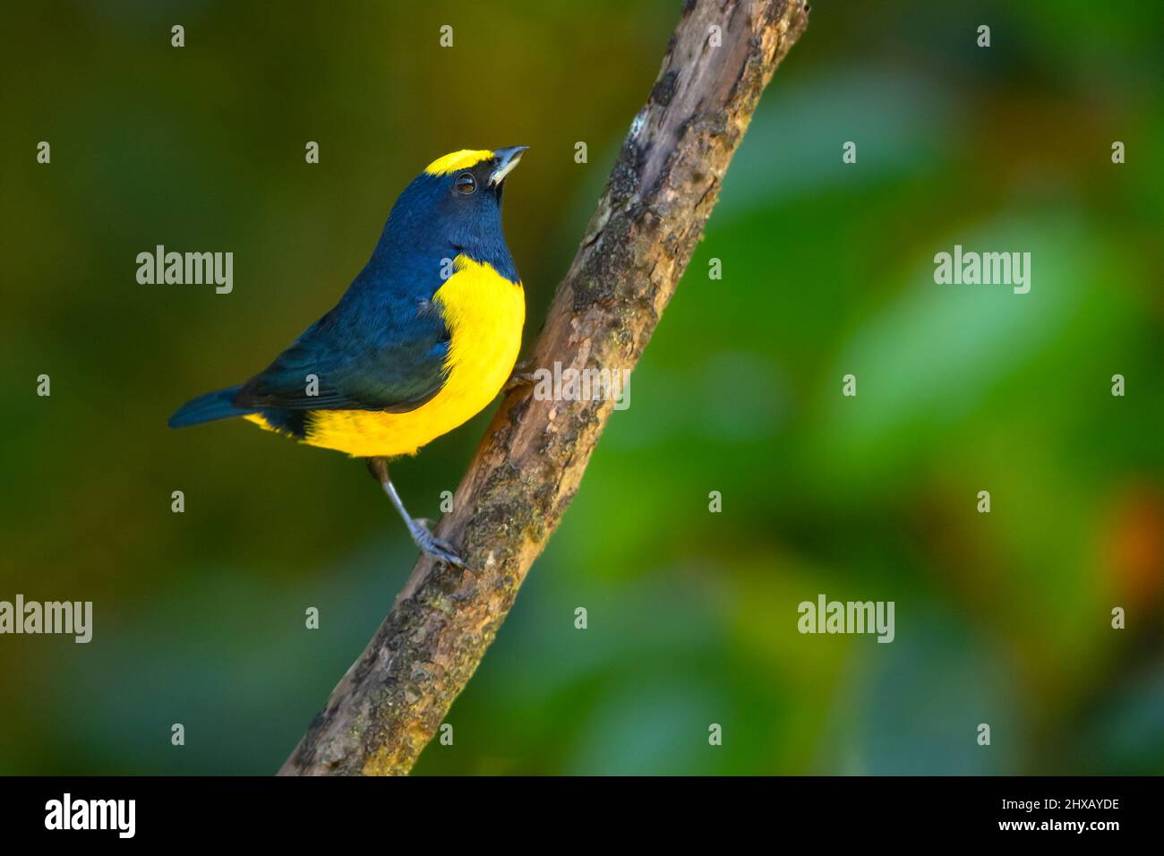 euphonia (Euphonia imitans) è un uccello della famiglia degli Psittelidi. Si trova in Costa Rica e Panama. Foto Stock