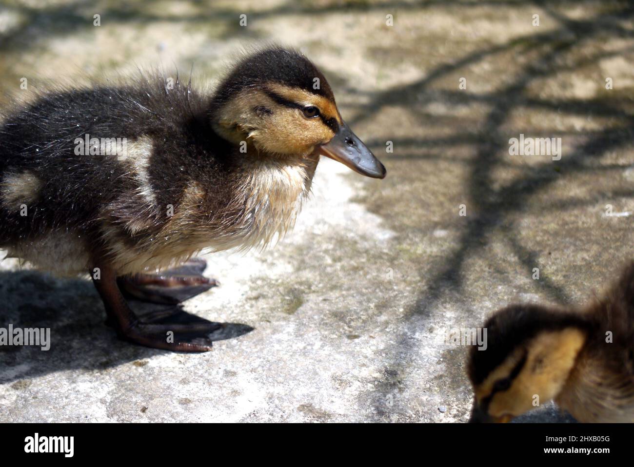 Single Baby Mallard Duckling (Anas platyrhynchos) in Sunshine a lato di uno Stagno a RHS Garden Harlow Carr, Harrogate, Yorkshire, Inghilterra, Regno Unito Foto Stock