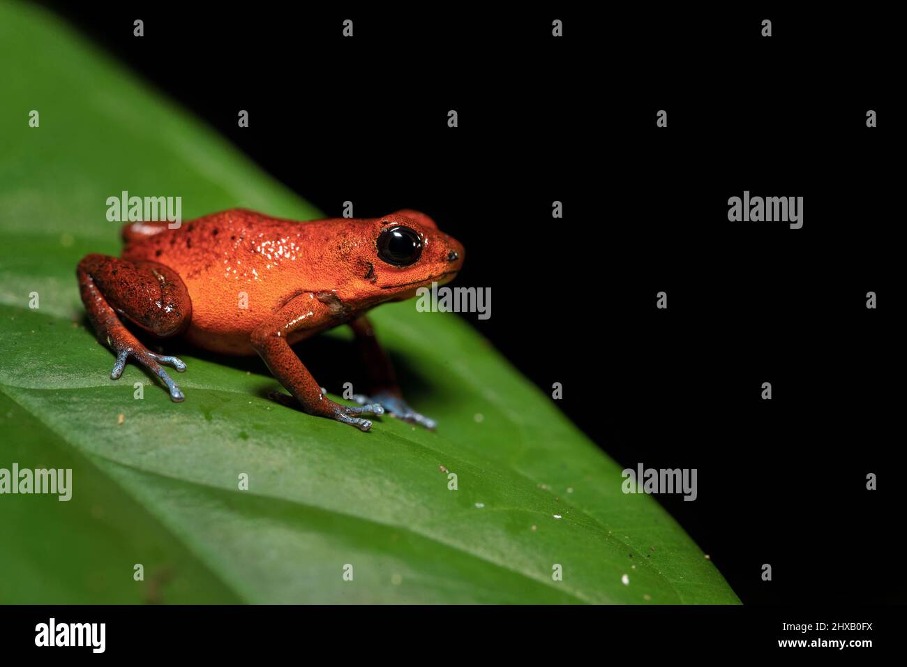La rana velenosa di fragola o di fragola (Oophaga pumilio, ex Dendrobates pumilio) è una specie di piccola rana velenosa di freccette Foto Stock
