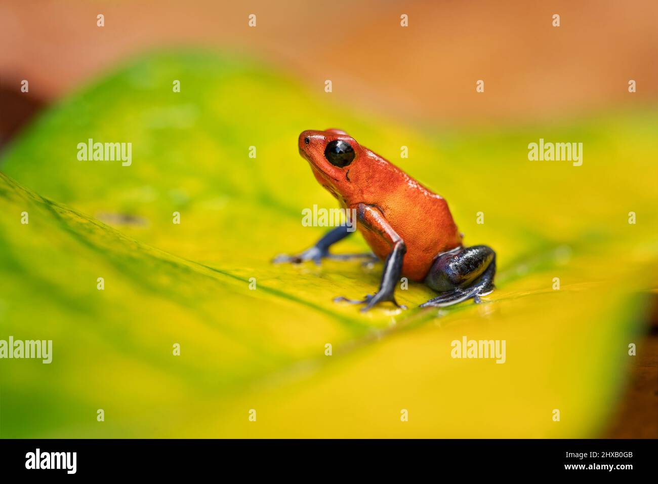 La rana velenosa di fragola o di fragola (Oophaga pumilio, ex Dendrobates pumilio) è una specie di piccola rana velenosa di freccette Foto Stock
