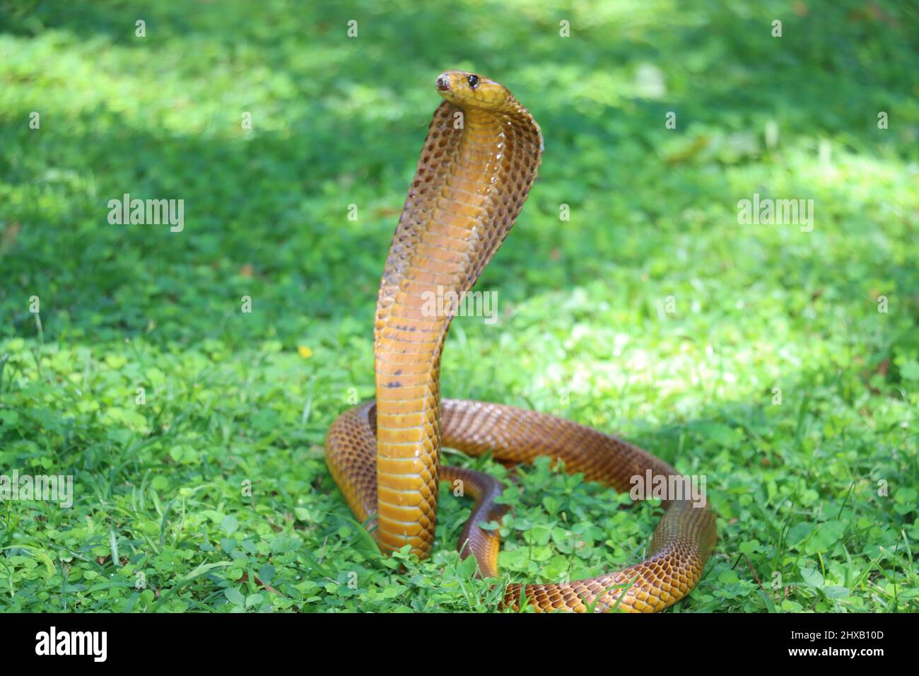 capo cobra Foto Stock
