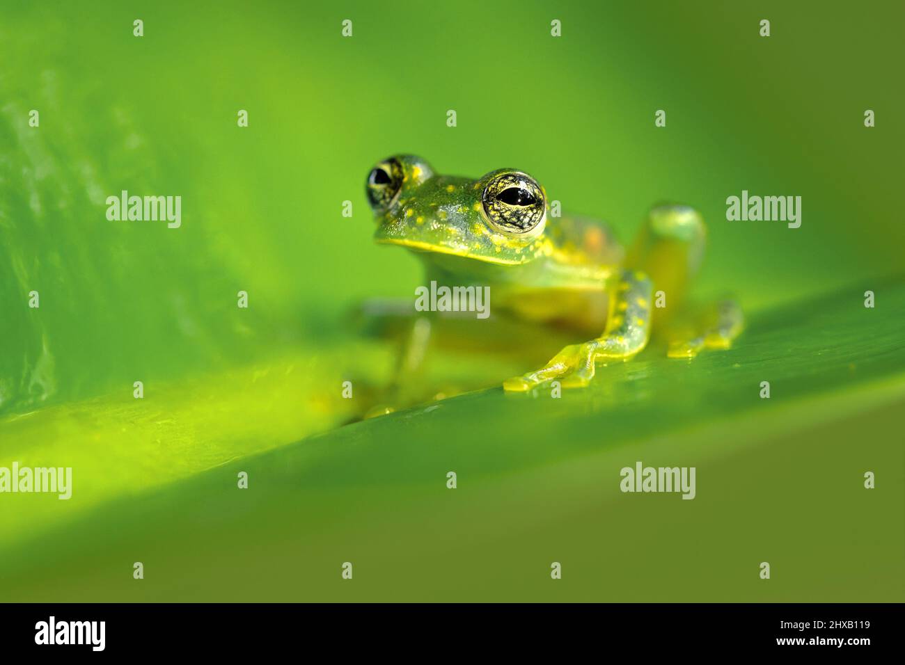 La specie di rana appartenente alla famiglia delle Acidaceae, è una specie di rana appartenente alla famiglia delle Acidaceae. Si trova in Honduras, Costa Rica, Panama, Colombia occidentale Foto Stock